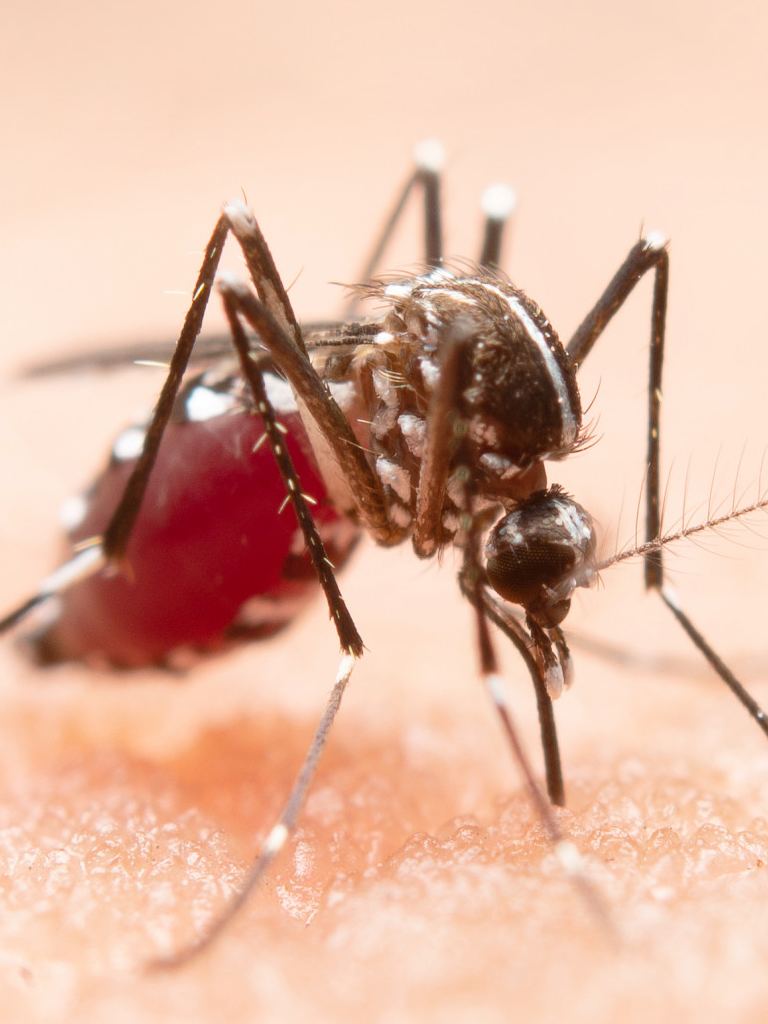 Imunização confiável contra a Dengue